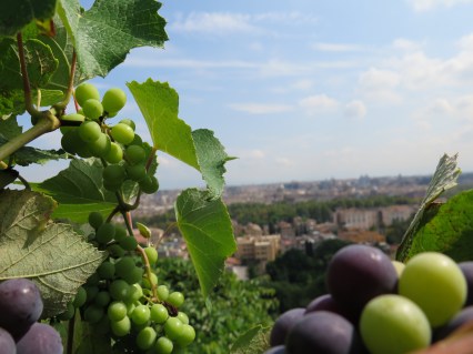 Kypsyvien viinirypäleiden huumaava tuoksu houkuttelee istahtamaan lehtimajan varjoon