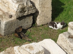 largo-di-torre-argentinan-kissoja