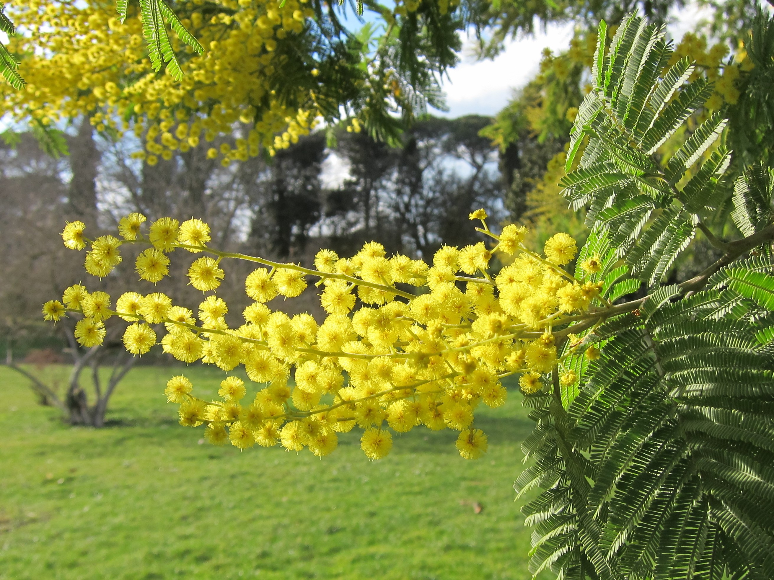 Kukkiva mimosa Villa Pamphiljissa helmikuun alkupuolella