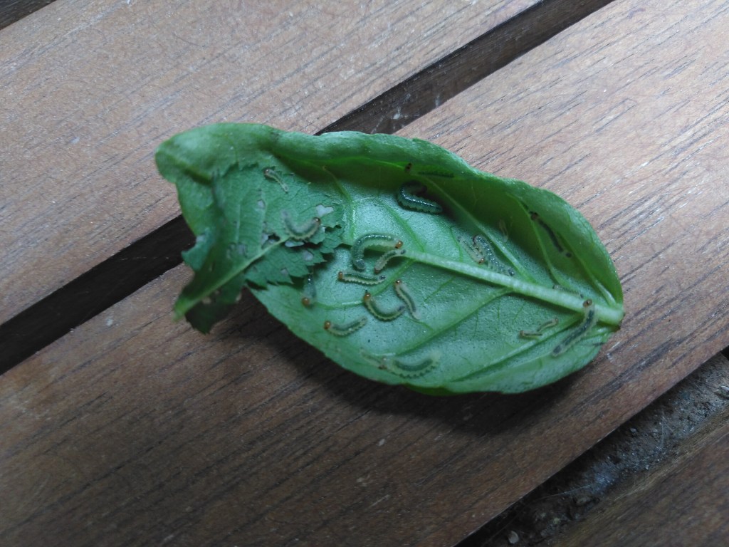 Pieniä vihreitä tuokkia lehdellä. 