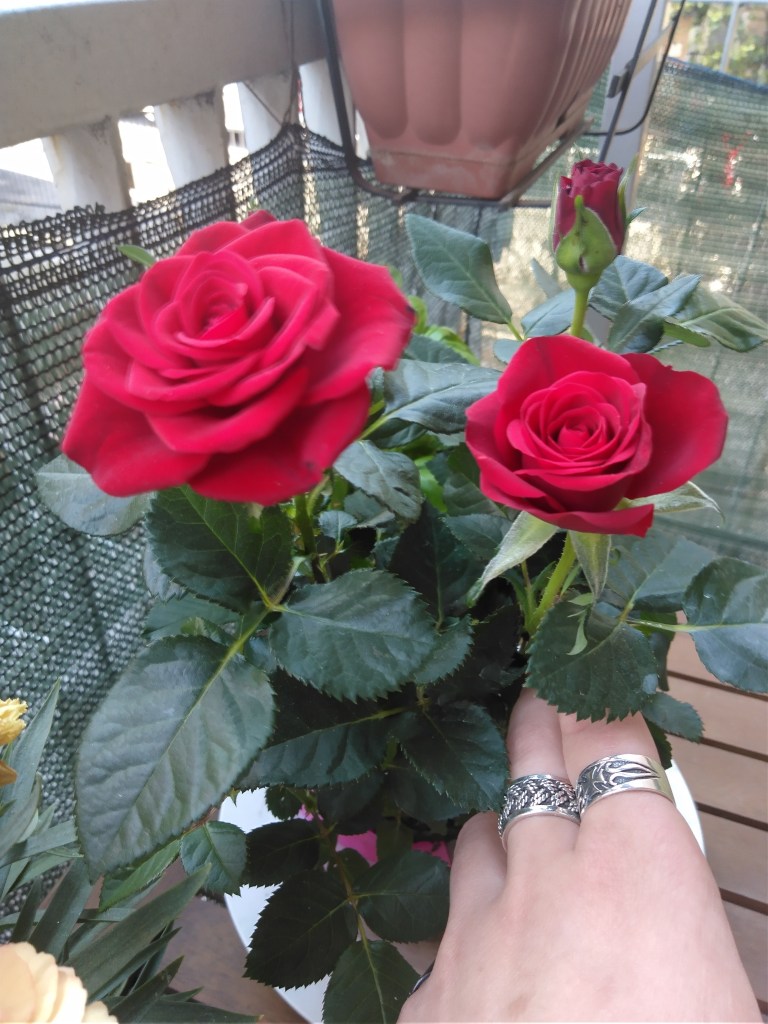 Punainen ruusu ruukussa.